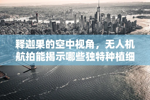 释迦果的空中视角，无人机航拍能揭示哪些独特种植细节？