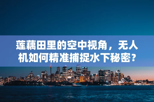 莲藕田里的空中视角，无人机如何精准捕捉水下秘密？