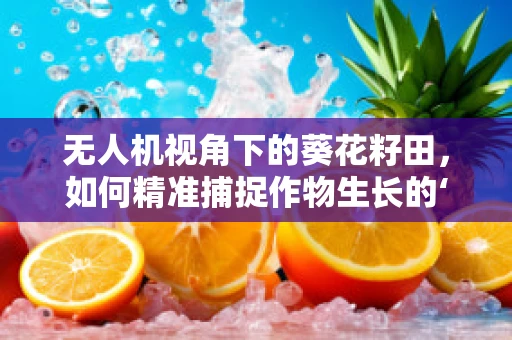 无人机视角下的葵花籽田，如何精准捕捉作物生长的‘黄金时刻’？