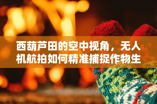 西葫芦田的空中视角，无人机航拍如何精准捕捉作物生长细节？