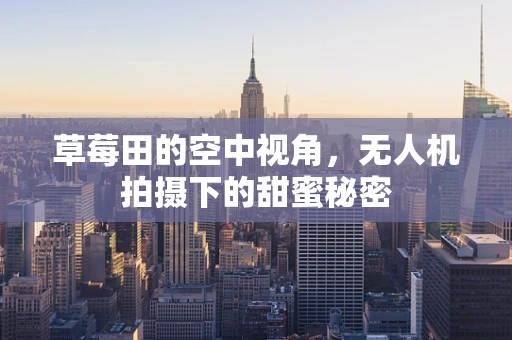 草莓田的空中视角，无人机拍摄下的甜蜜秘密