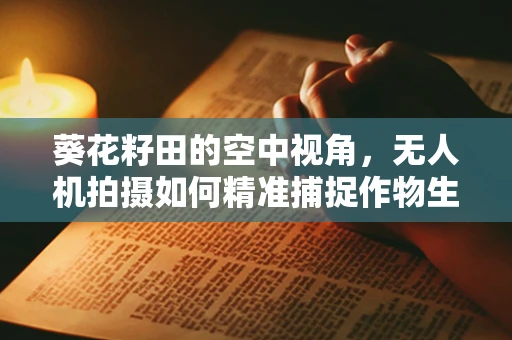 葵花籽田的空中视角，无人机拍摄如何精准捕捉作物生长细节？