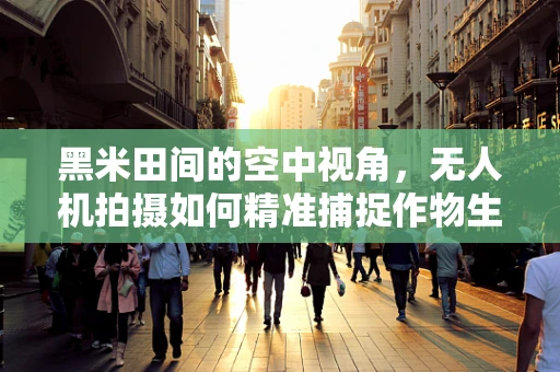 黑米田间的空中视角，无人机拍摄如何精准捕捉作物生长细节？