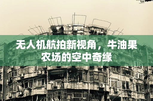 无人机航拍新视角，牛油果农场的空中奇缘