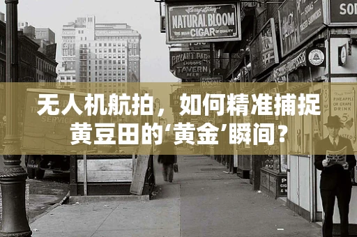 无人机航拍，如何精准捕捉黄豆田的‘黄金’瞬间？