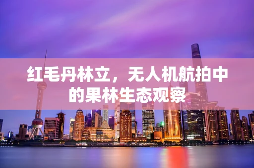 红毛丹林立，无人机航拍中的果林生态观察