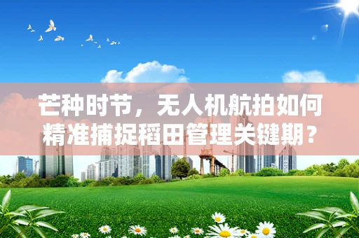 芒种时节，无人机航拍如何精准捕捉稻田管理关键期？