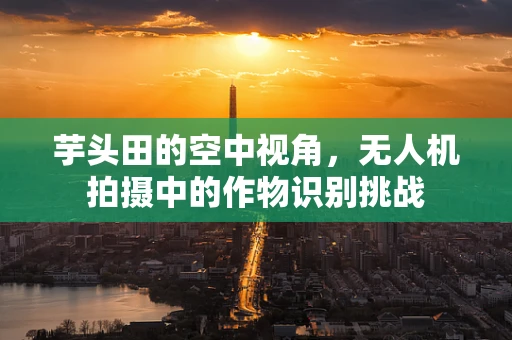 芋头田的空中视角，无人机拍摄中的作物识别挑战