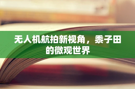 无人机航拍新视角，黍子田的微观世界