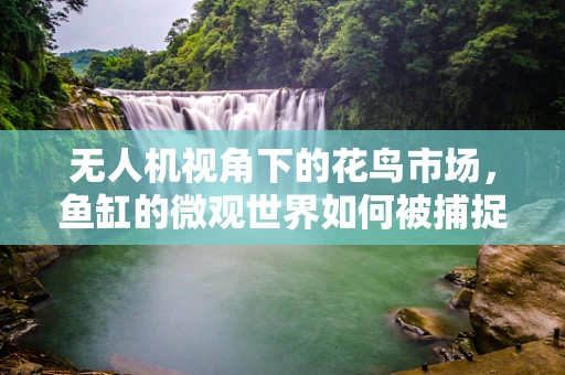 无人机视角下的花鸟市场，鱼缸的微观世界如何被捕捉？