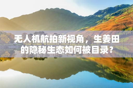 无人机航拍新视角，生姜田的隐秘生态如何被目录？