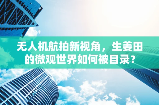 无人机航拍新视角，生姜田的微观世界如何被目录？