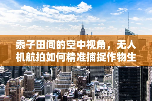 黍子田间的空中视角，无人机航拍如何精准捕捉作物生长细节？