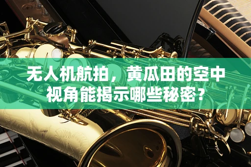 无人机航拍，黄瓜田的空中视角能揭示哪些秘密？