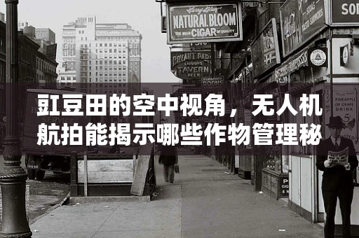 豇豆田的空中视角，无人机航拍能揭示哪些作物管理秘密？