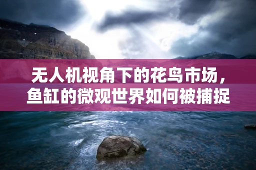 无人机视角下的花鸟市场，鱼缸的微观世界如何被捕捉？