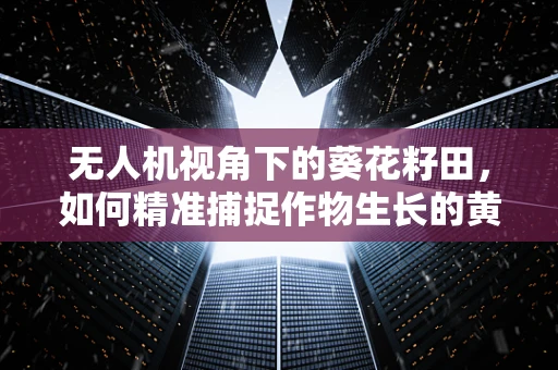 无人机视角下的葵花籽田，如何精准捕捉作物生长的黄金时刻？