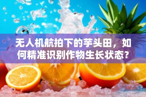 无人机航拍下的芋头田，如何精准识别作物生长状态？