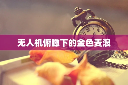 无人机俯瞰下的金色麦浪