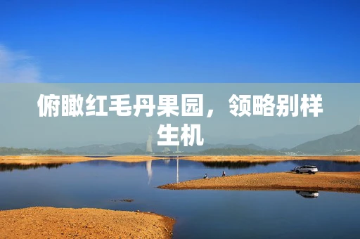 俯瞰红毛丹果园，领略别样生机