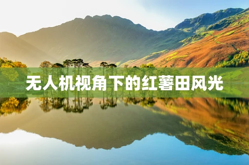 无人机视角下的红薯田风光