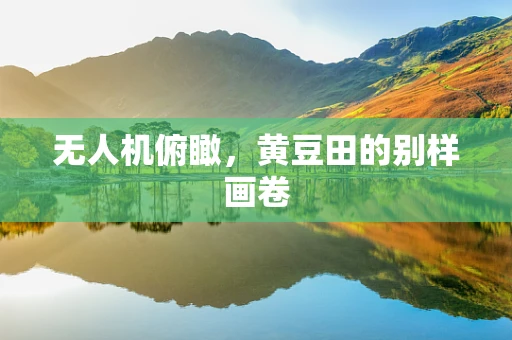 无人机俯瞰，黄豆田的别样画卷