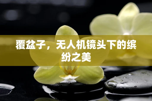 覆盆子，无人机镜头下的缤纷之美