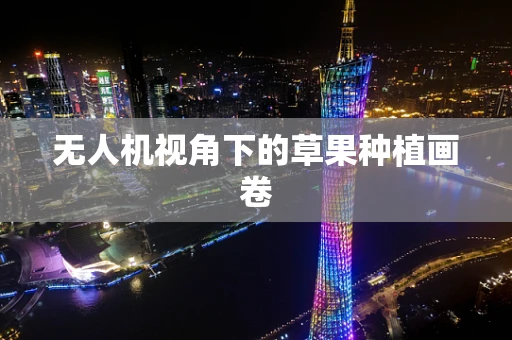 无人机视角下的草果种植画卷