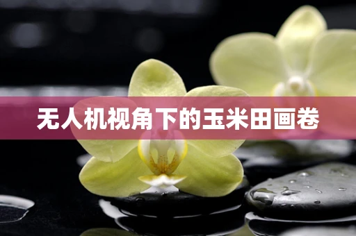 无人机视角下的玉米田画卷