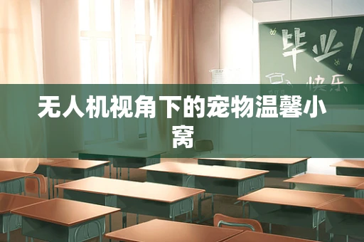 无人机视角下的宠物温馨小窝