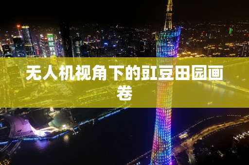 无人机视角下的豇豆田园画卷