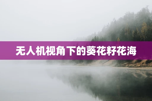 无人机视角下的葵花籽花海