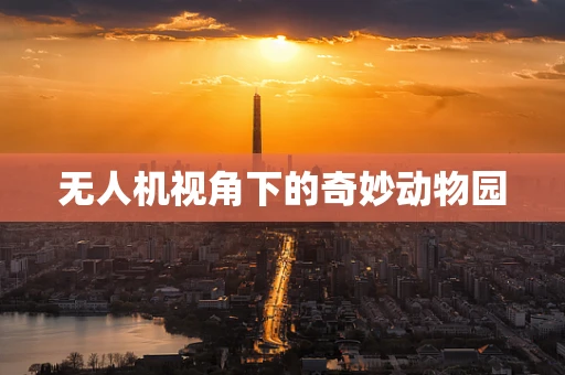 无人机视角下的奇妙动物园