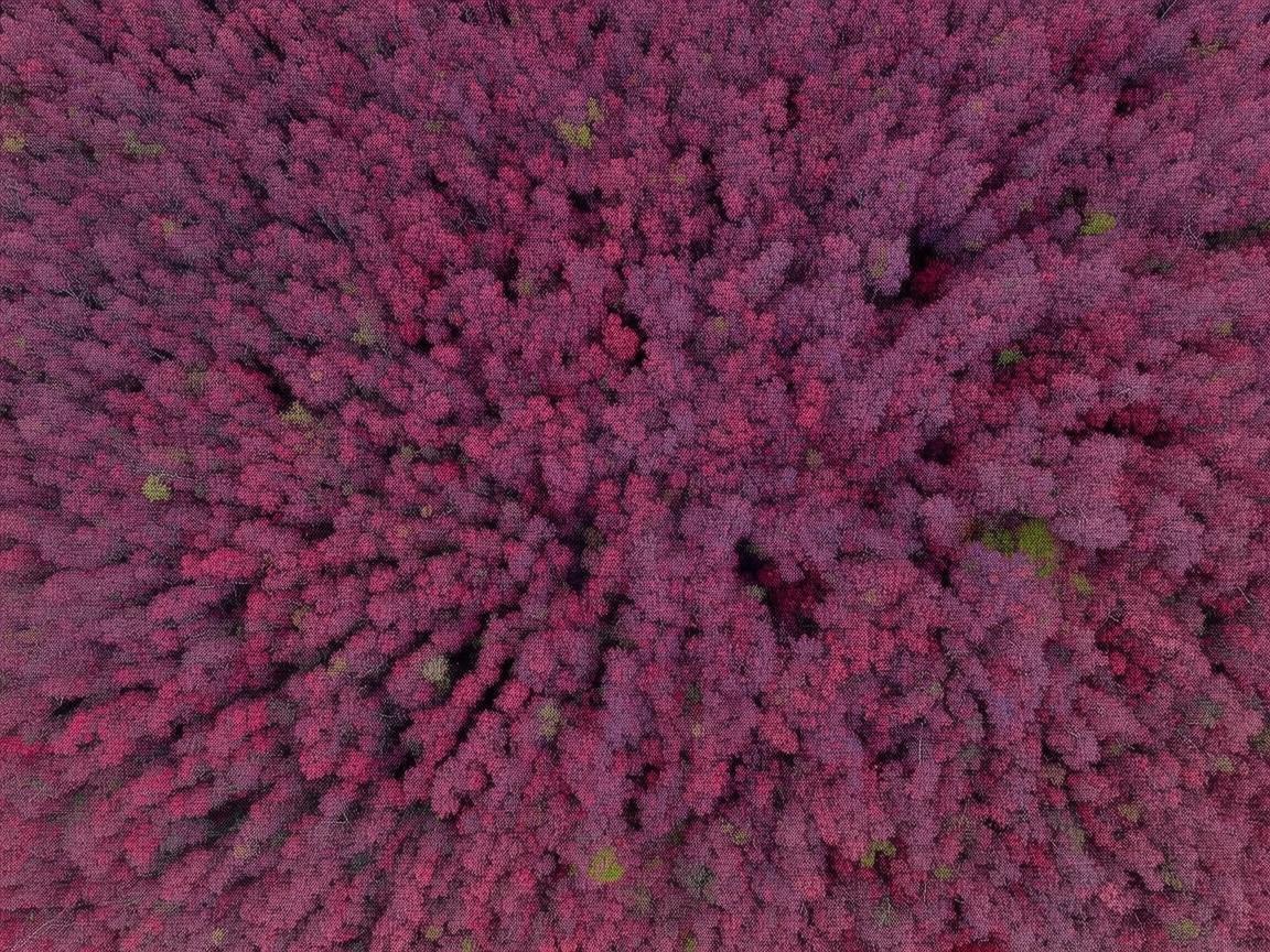 无人机视角下的石榴园盛景